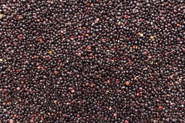 Quinoa noir biologique 25 kg