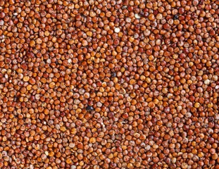 Czerwona quinoa BIO 25 kg