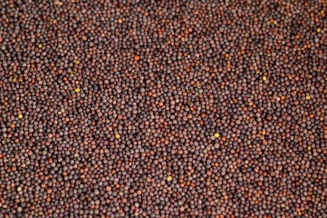 Organic dark mustard - seed  25 kg