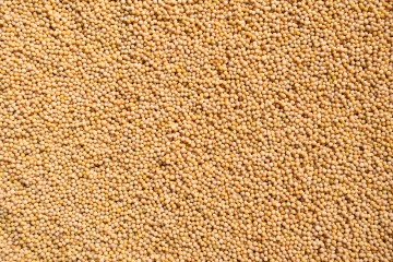 Brassica juncea-Leaf Mustard Seeds 25 kg