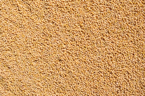 Brassica juncea-Leaf Mustard Seeds 25 kg