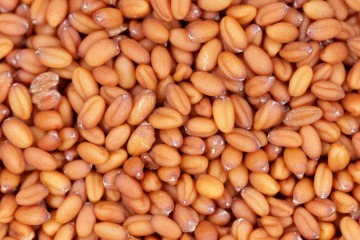 Camelina sativa seeds 25 kg