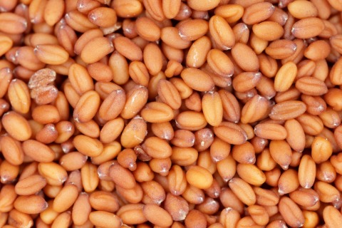 Camelina sativa seeds 25 kg