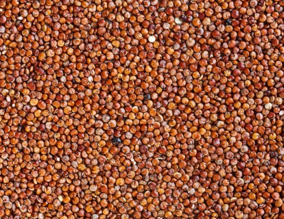 Czerwona quinoa BIO 25 kg