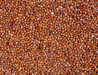 Quinoa červená BIO 25 kg