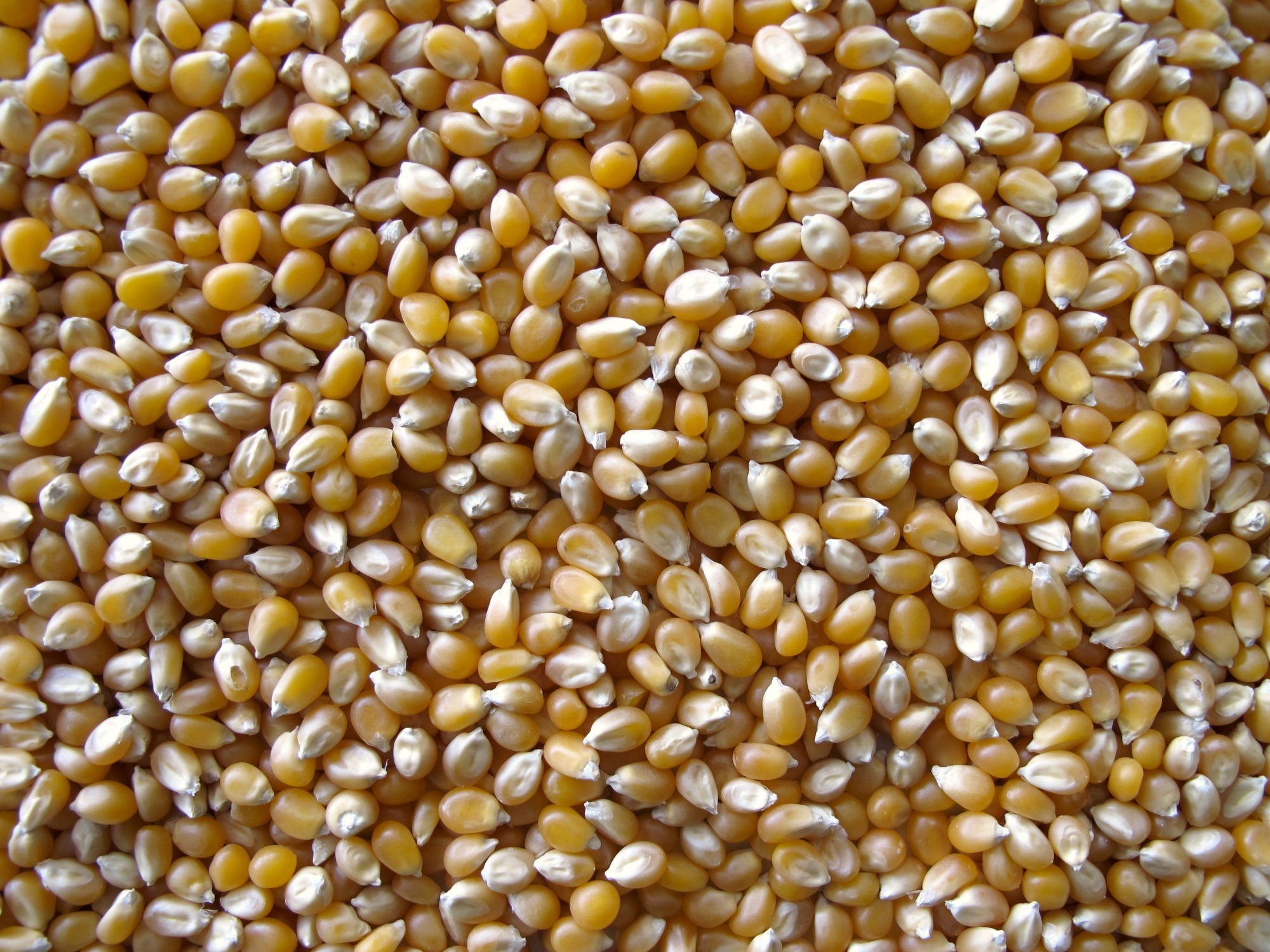 Kukuřice na popcorn BIO 25 kg