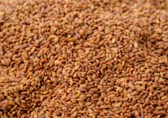 Organic Alfalfa seeds 25 kg