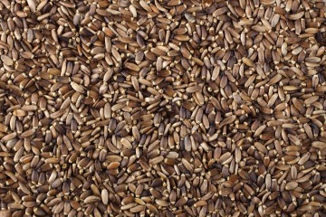 Milk thistle seed 25 kg