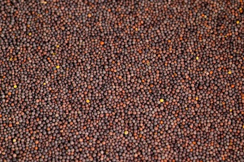 Organic dark mustard - seed  25 kg